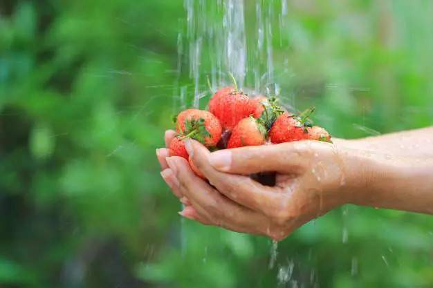 strawberries-washing