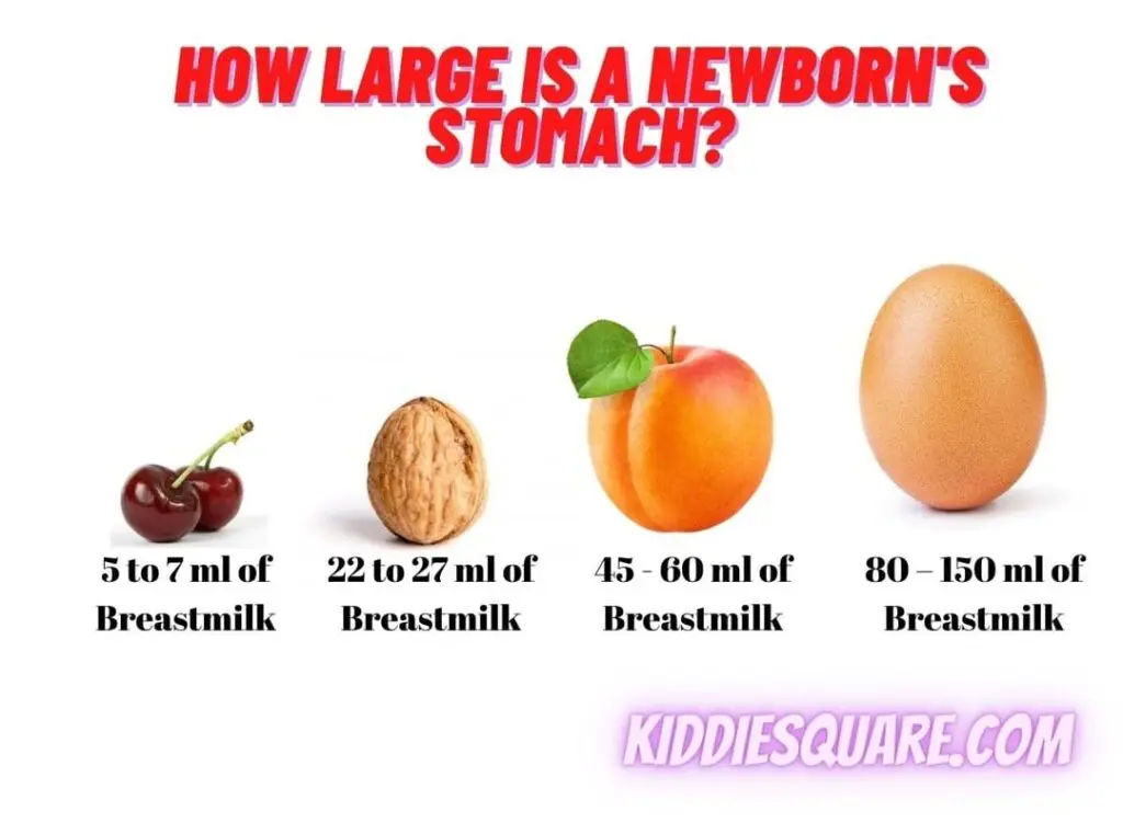 newborn-stomach-size